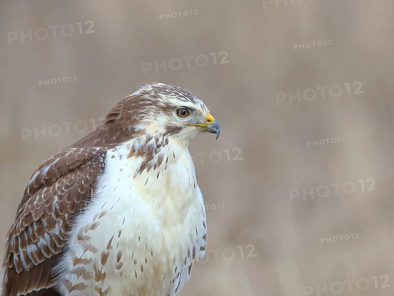Common steppe buzzard