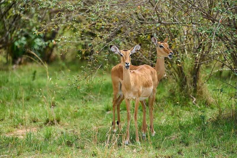 Black heeled antelope