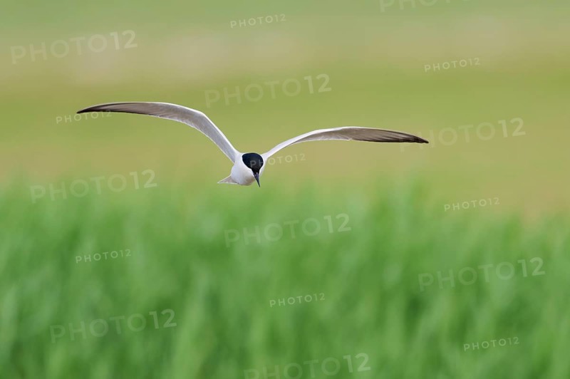 Gull-billed tern