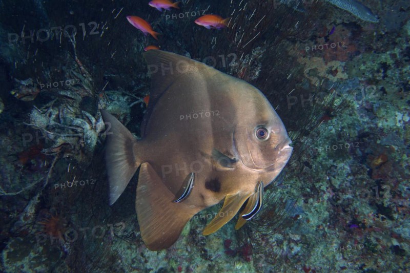 Orbicular batfish