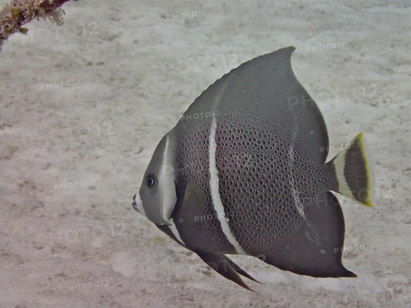 Juvenile gray angelfish