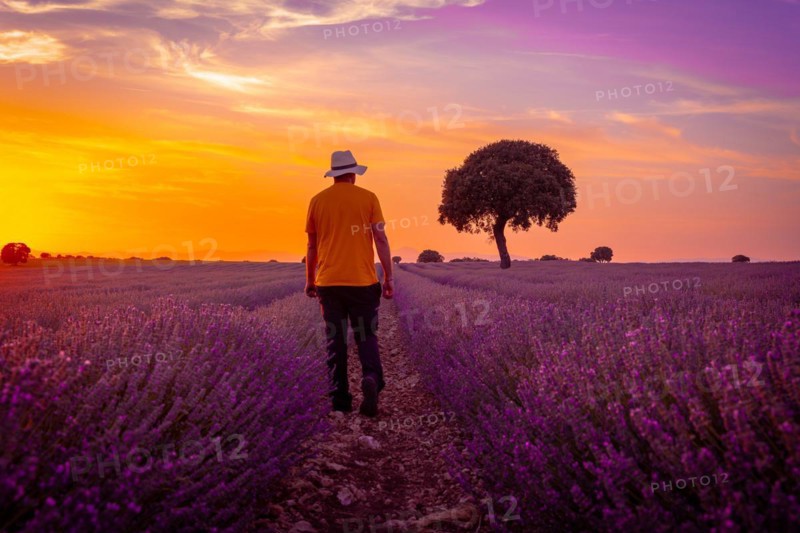 A young man in a lavender field at sunset