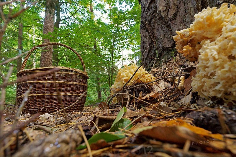 Wood cauliflower fungus