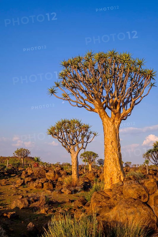 Desert rocky landscape with quiver tree
