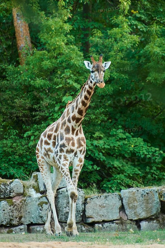 Reticulated giraffe