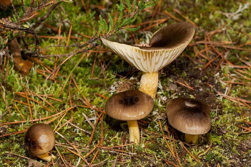 Frost slug four fruiting bodies with yellow stems and brown caps in green moss
