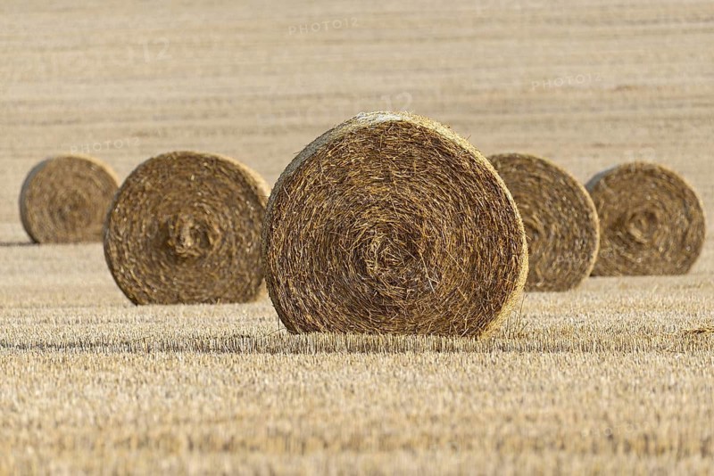 Grain field