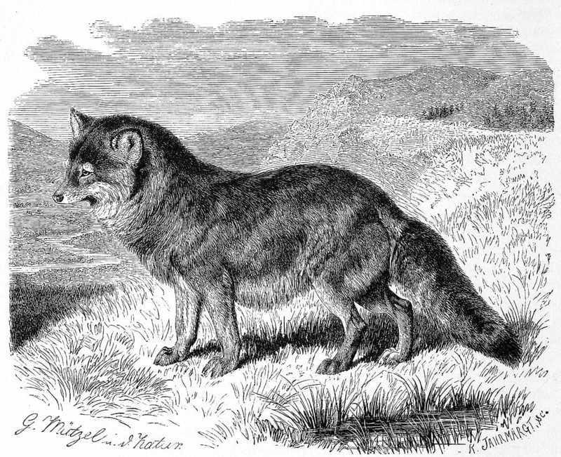 Coyote