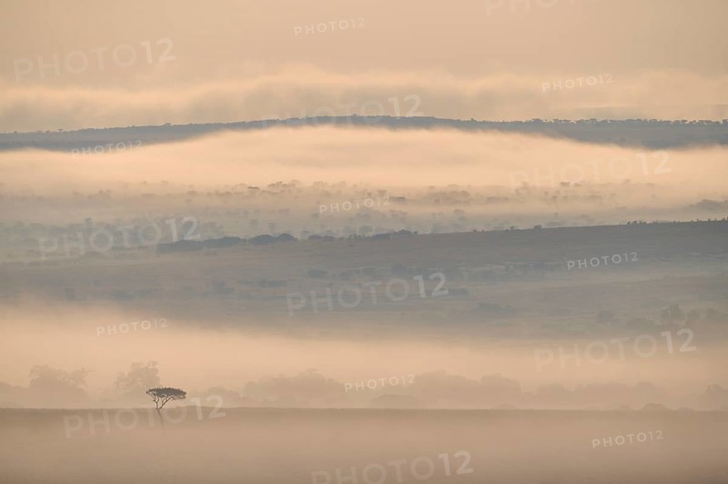 Savannah landscape with umbrella thorn acacia