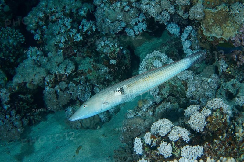 Cigar wrasse