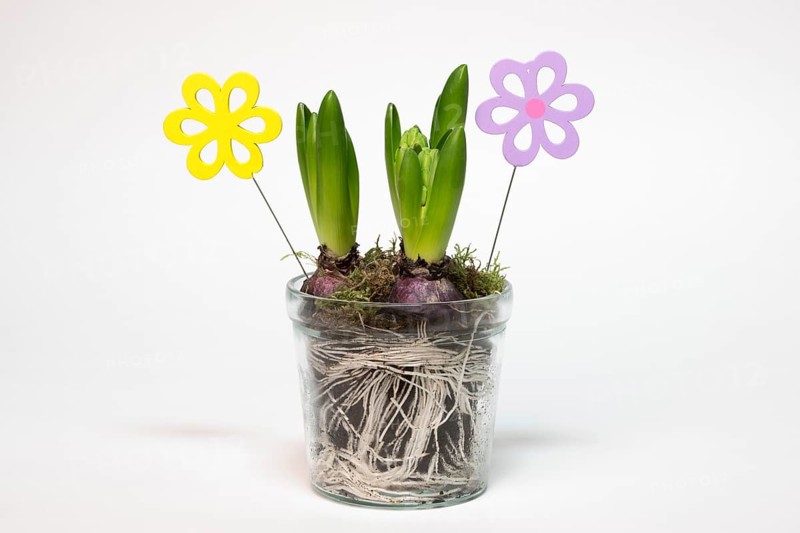 Garden hyacinth