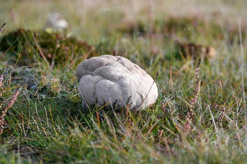 Mosaic puffball