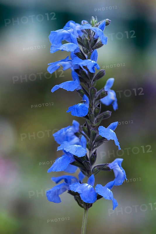 Prairie sage