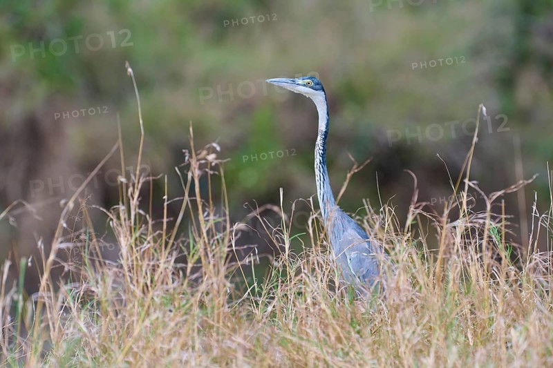 Black-headed heron