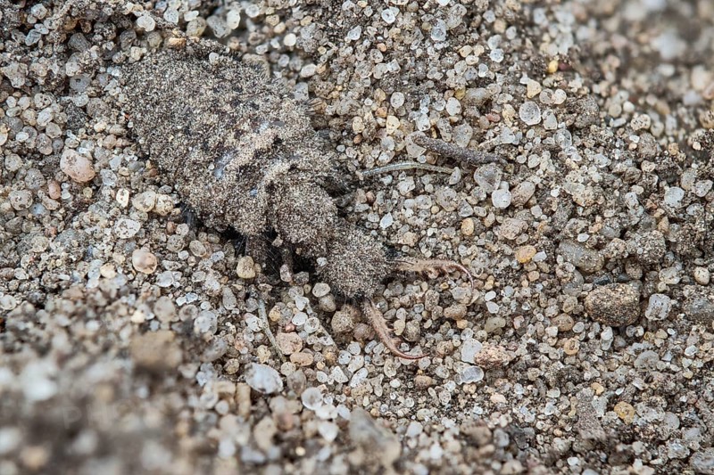 European ant lion