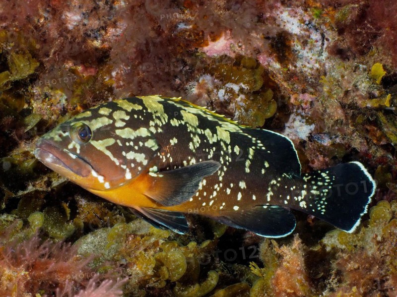 Dusky grouper