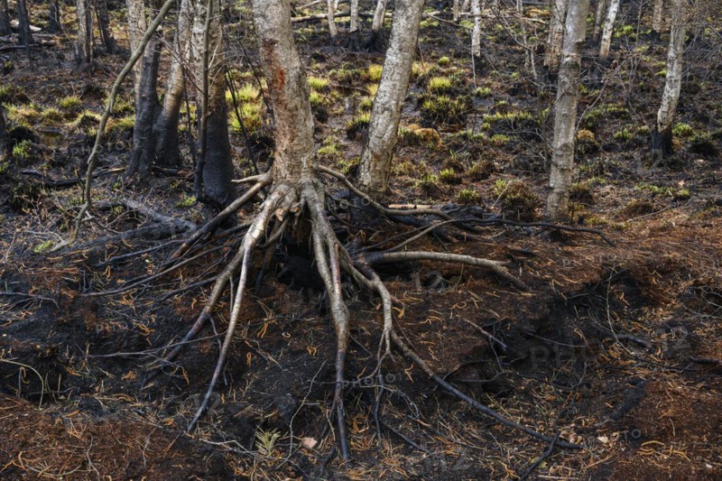 Moor fire