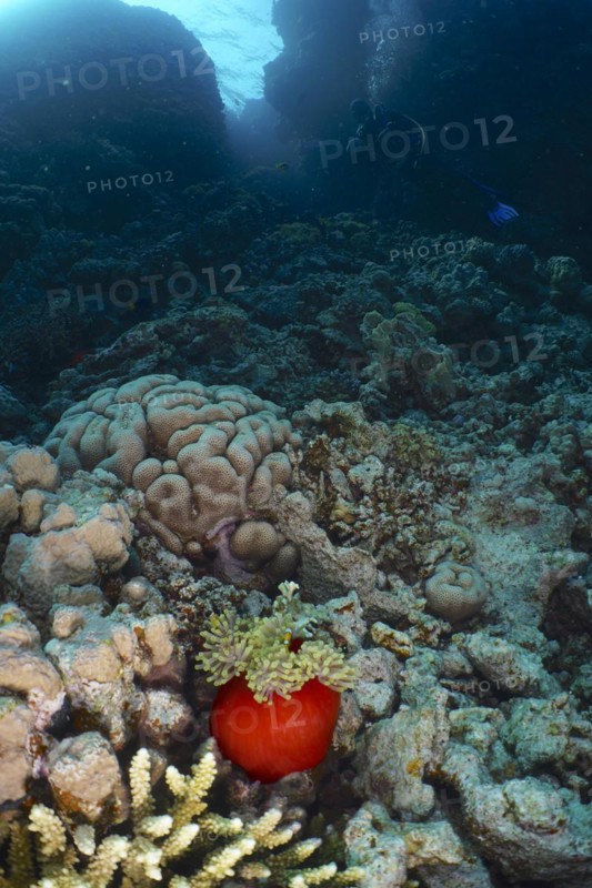 Magnificent sea anemone