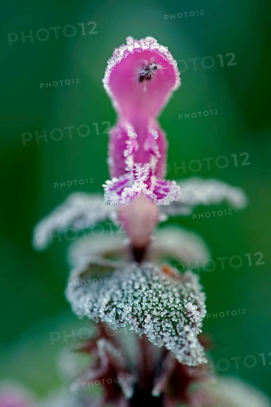 Flowering red deadnettle