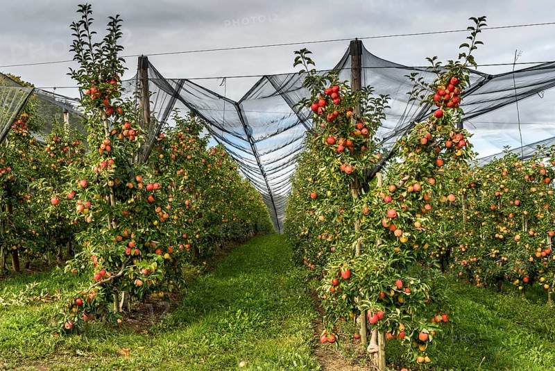 Apple orchard with ripe red apples