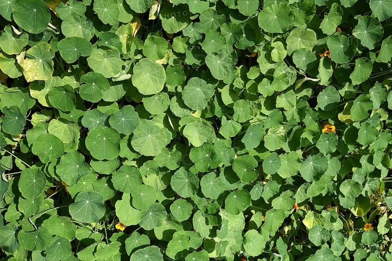 Leaves of the nasturtium