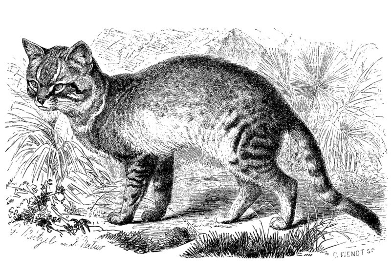 Falcated cat or African wildcat