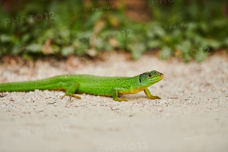 European green lizard