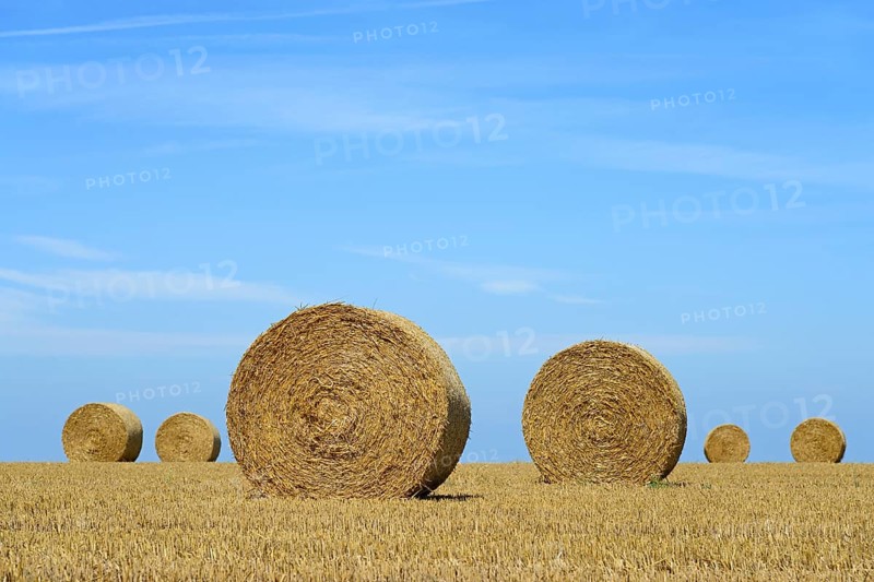 Grain field