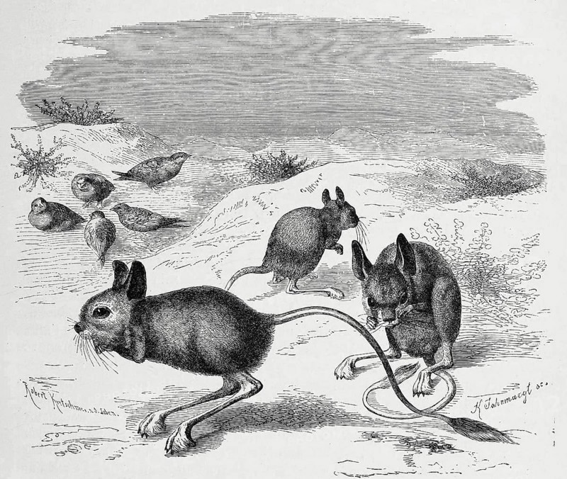 Greater egyptian jerboa
