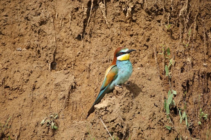 European bee-eater