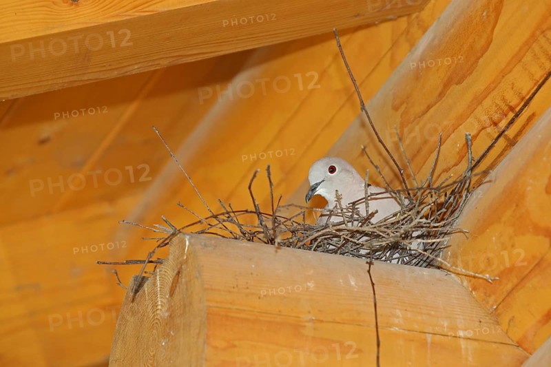 Eurasian Collared Dove