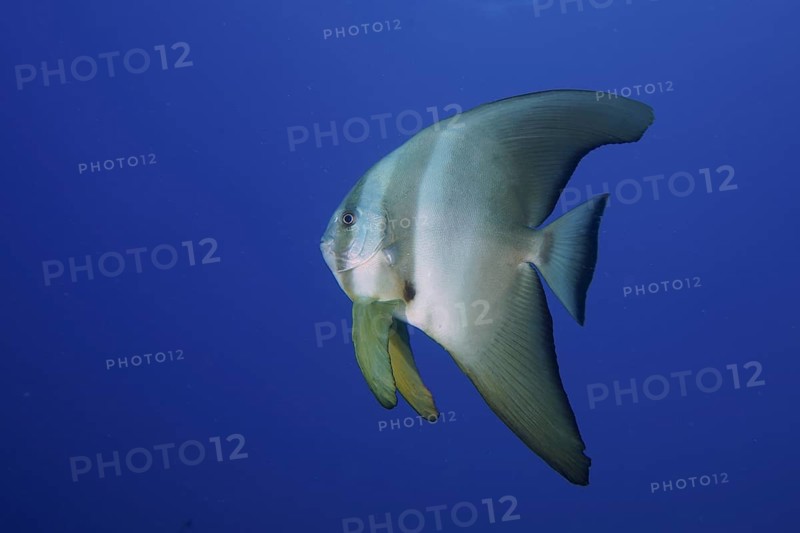 Orbicular batfish