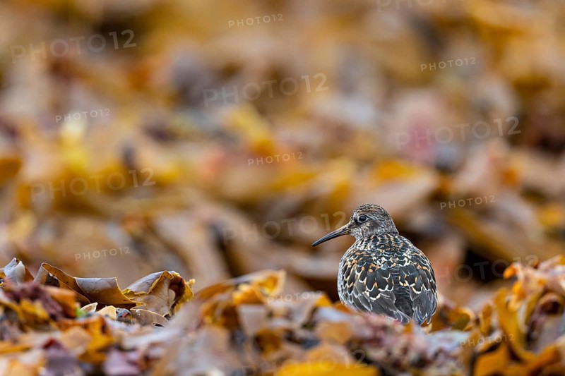 Dunlin