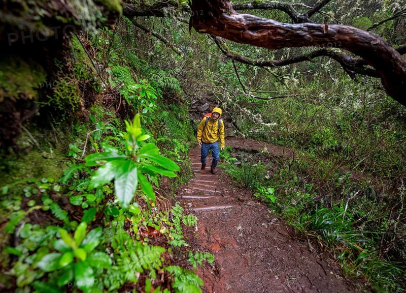 Hiker in dense forest