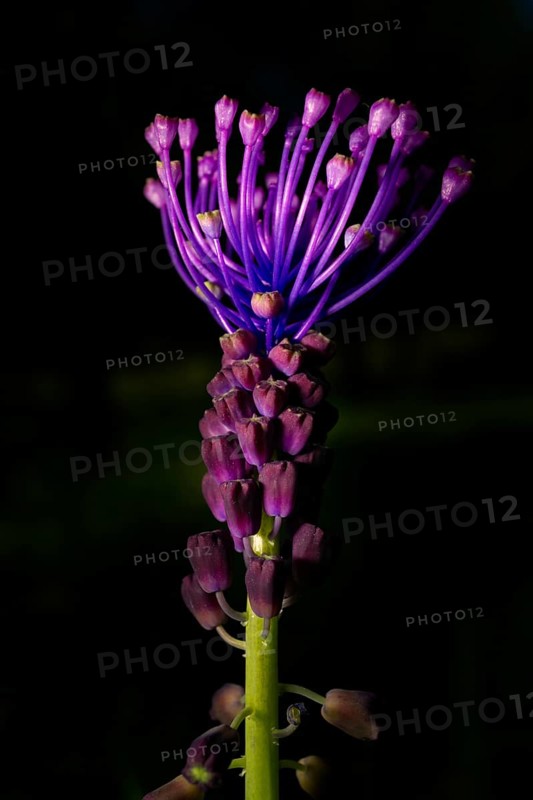 Beautiful wildflower known as Silverrod