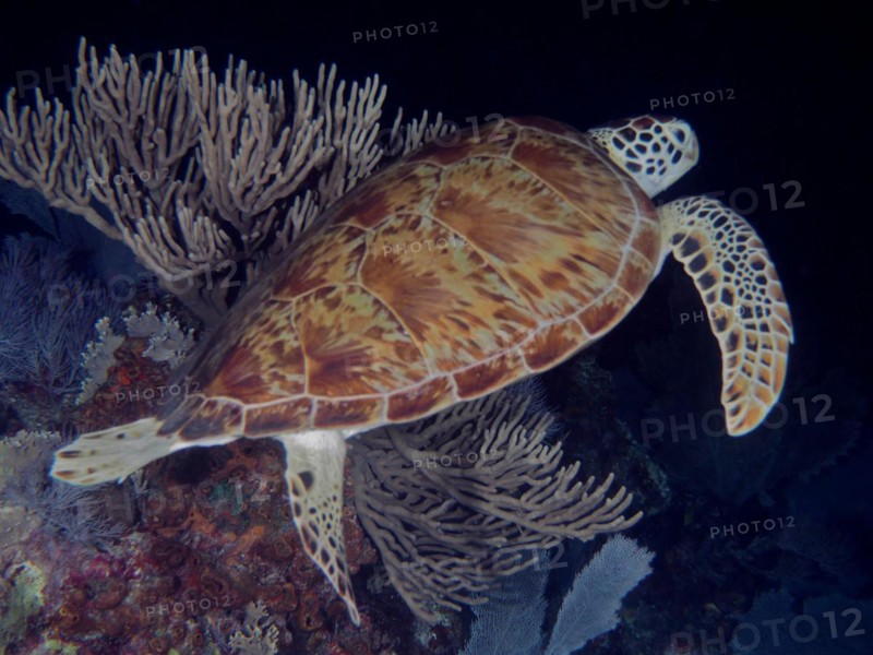 Hawksbill turtle