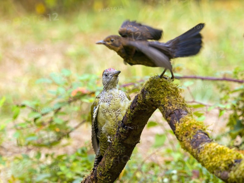 European green woodpecker