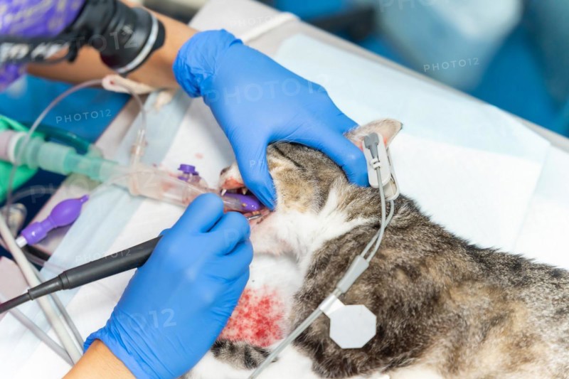 Veterinary clinic with a cat