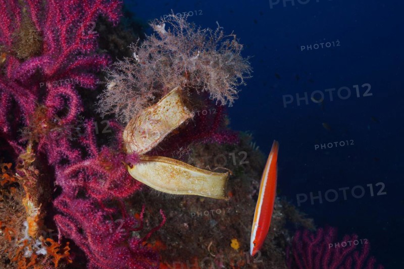 Two egg capsules of Spotted Catshark