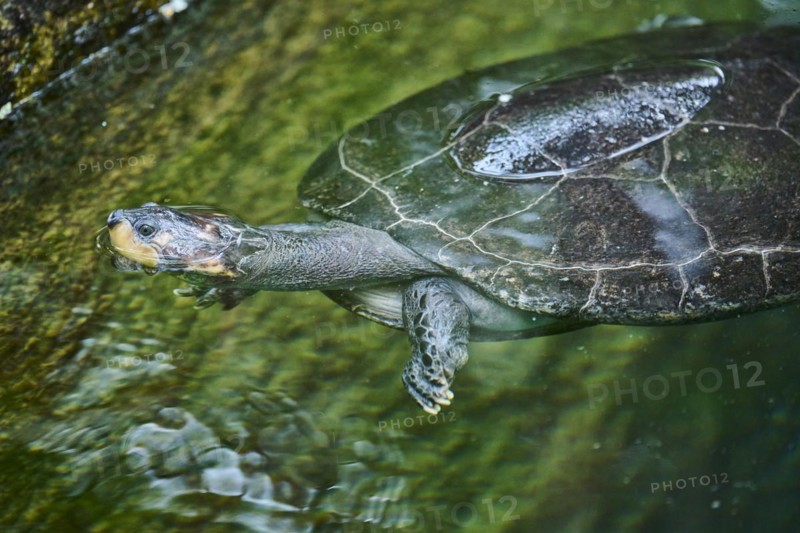 Yellow-spotted Amazon river turtle