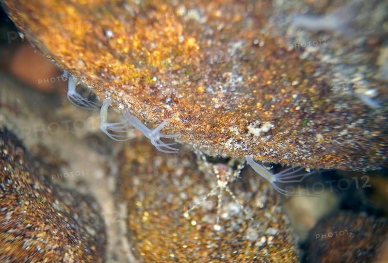 Polyp Grey hydra vulgaris
