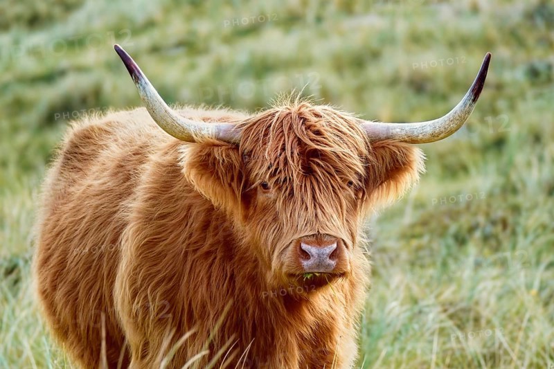 Portrait of a free-ranging Scottish Highland Cattle in the North Holland Dune Reserve