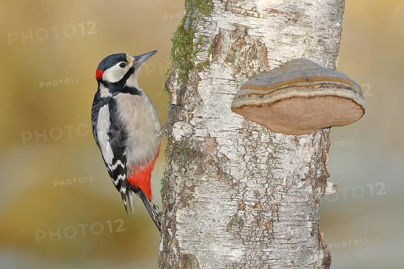 Great spotted woodpecker
