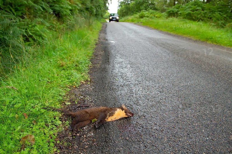 Pine marten