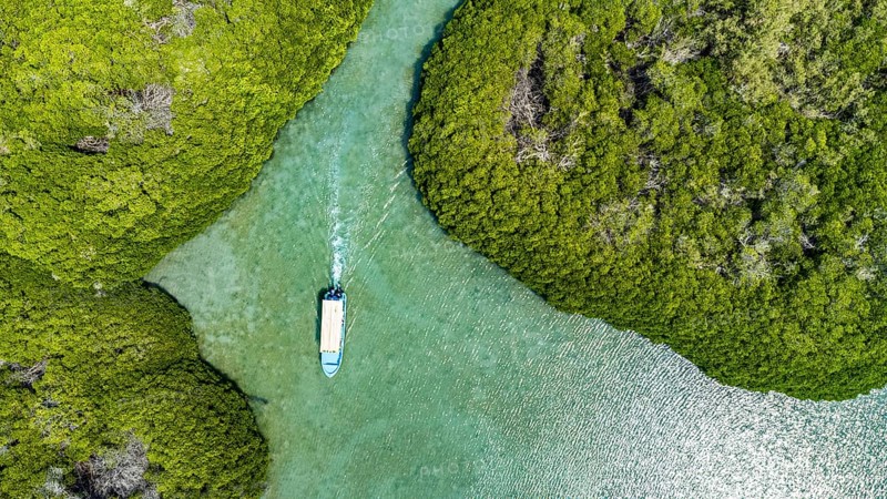 Aerial of the Mangrove forest