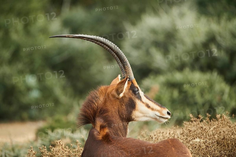 Sable antelope