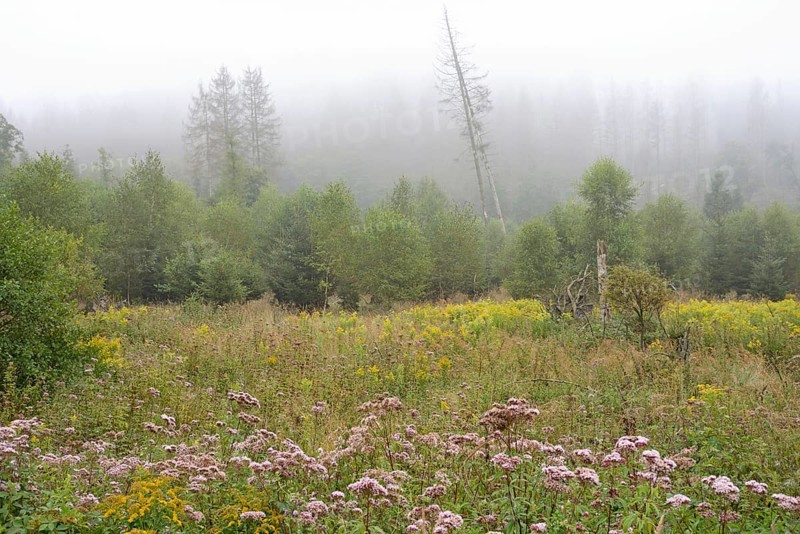 Hemp agrimony