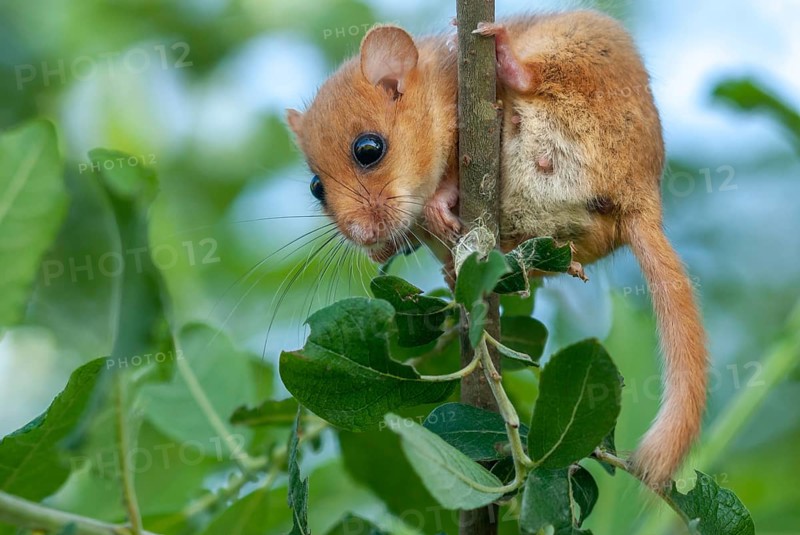 Female Common hazel dormouse