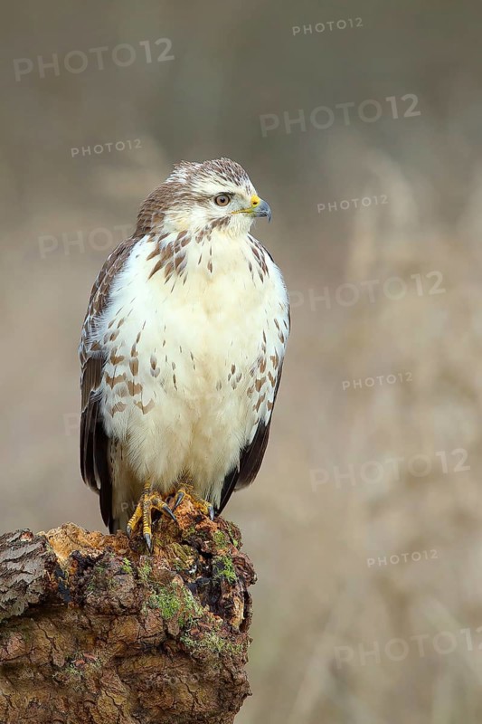 Common steppe buzzard