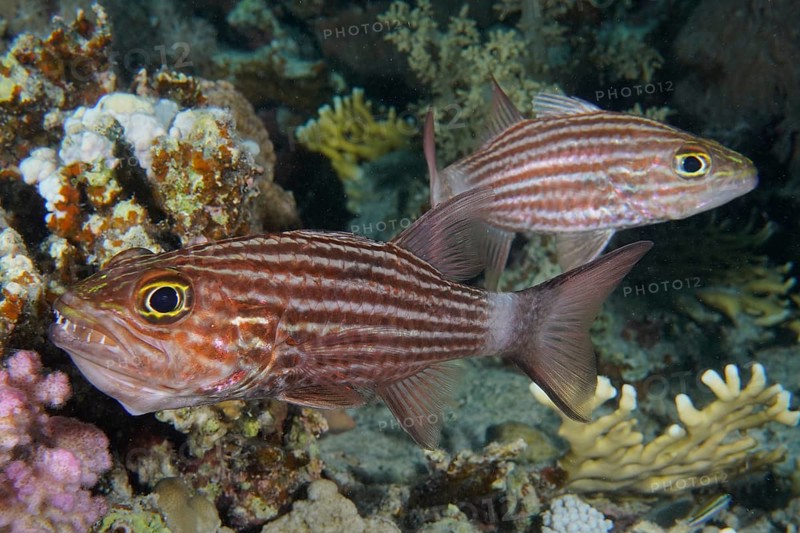 Largetoothed cardinalfish